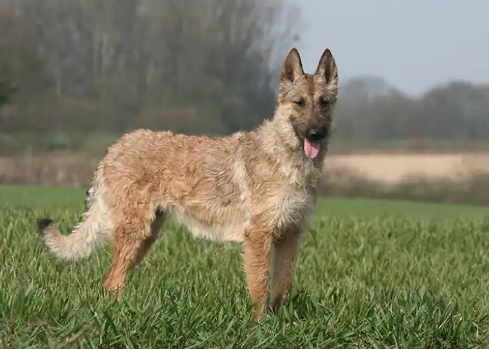 Les Lutins Noirs De Ker Mano Elevage De Chiens La Ferte Bernard Caracteristiques Physiques Principales