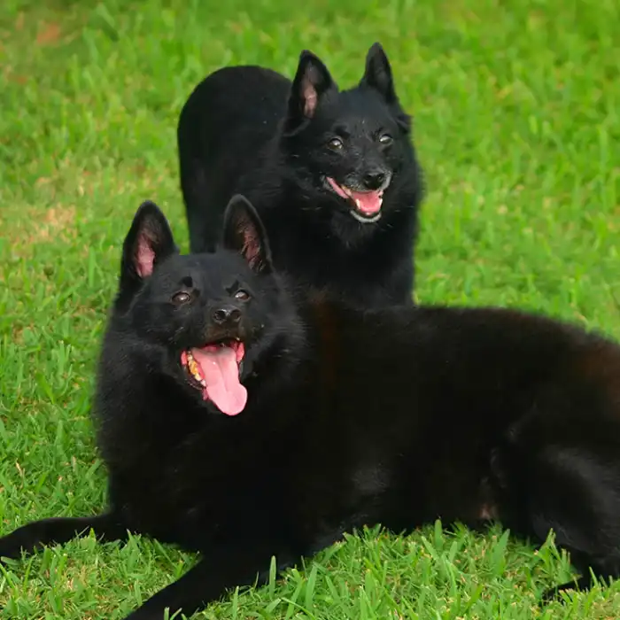Les Lutins Noirs De Ker Mano Elevage De Chiens La Ferte Bernard Elevage De Chiens A La Chapelle