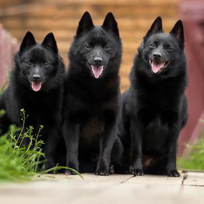 Les Lutins Noirs De Ker Mano Elevage De Chiens La Ferte Bernard Eleveur De Schipperkes Et De Bergers