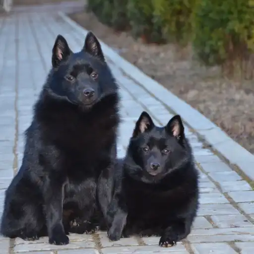 Les Lutins Noirs De Ker Mano Elevage De Chiens La Ferte Bernard La Derniere Portee Mentionnee