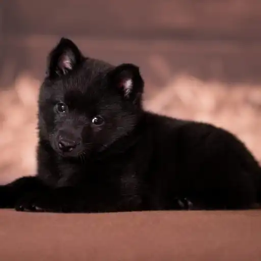 Les Lutins Noirs De Ker Mano Elevage De Chiens La Ferte Bernard La Premiere Portee