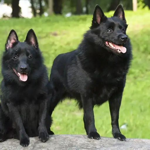 Les Lutins Noirs De Ker Mano Elevage De Chiens La Ferte Bernard Lacquisition De Malika Un Tournant Personnel