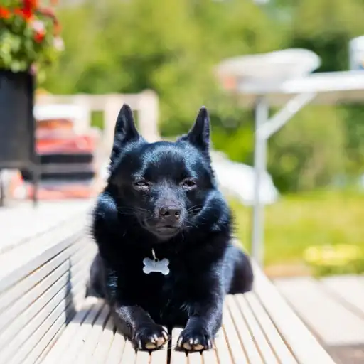 Les Lutins Noirs De Ker Mano Elevage De Chiens La Ferte Bernard Le Lancement De Lelevage Familial