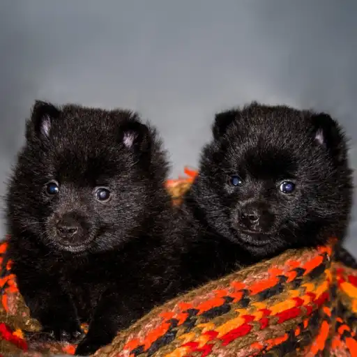 Les Lutins Noirs De Ker Mano Elevage De Chiens La Ferte Bernard Les Autres Naissances Importantes De 1976