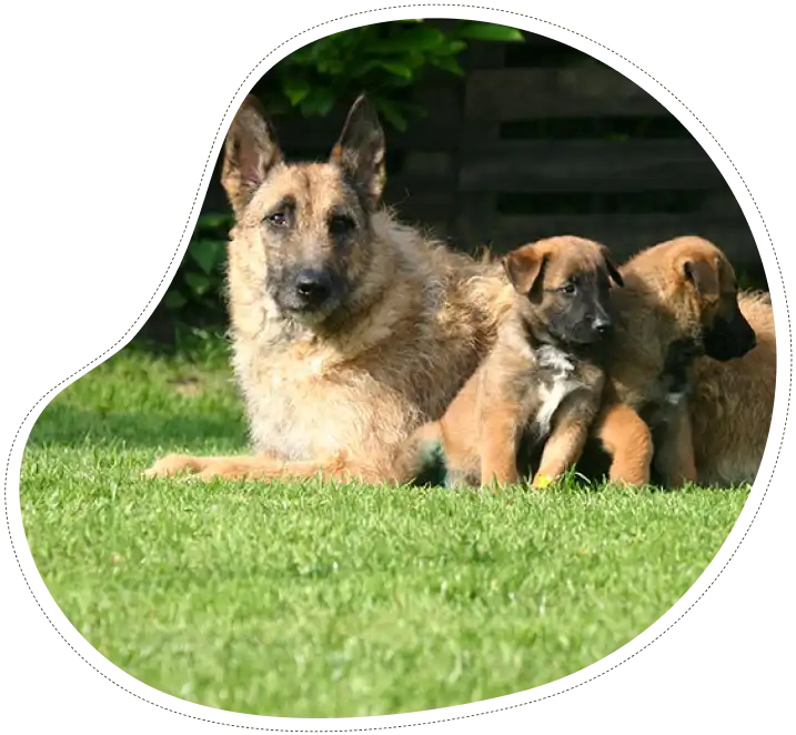 Les Lutins Noirs De Ker Mano Elevage De Chiens La Ferte Bernard Les Bonnes Raisons De Choisir Mes Chiots