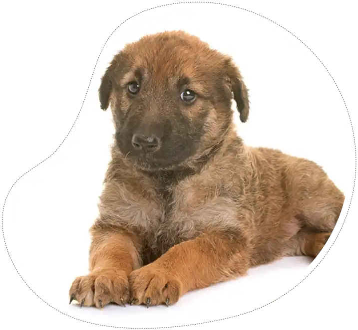 Les Lutins Noirs De Ker Mano Elevage De Chiens La Ferte Bernard Les Chiots Laekenois Actuellement Disponibles