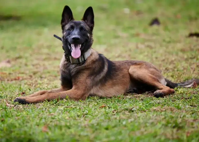 Les Lutins Noirs De Ker Mano Elevage De Chiens La Ferte Bernard Qualites Et Usages Actuels