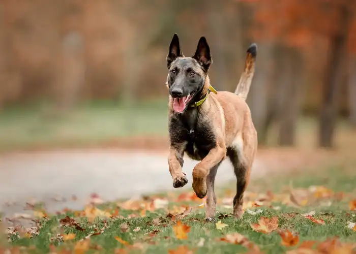 Les Lutins Noirs De Ker Mano Elevage De Chiens La Ferte Bernard Role Historique Et Origine