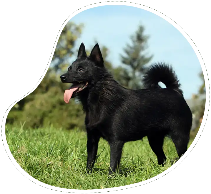 Les Lutins Noirs De Ker Mano Elevage De Chiens La Ferte Bernard Un Elevage De Schipperkes Marque Par Une Passion Familiale