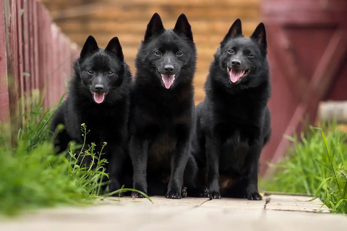 Les Lutins Noirs De Ker Mano Elevage De Chiens La Ferte Bernard Chien 1