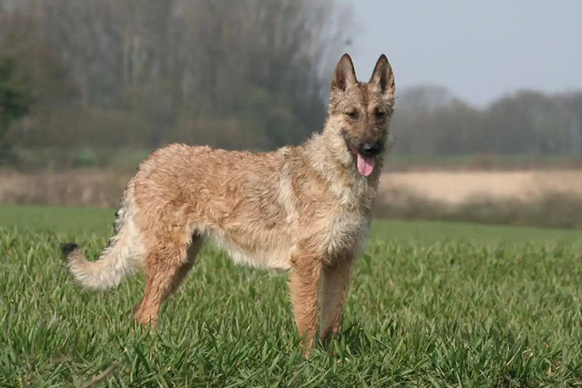 Les Lutins Noirs De Ker Mano Elevage De Chiens La Ferte Bernard Chien 2