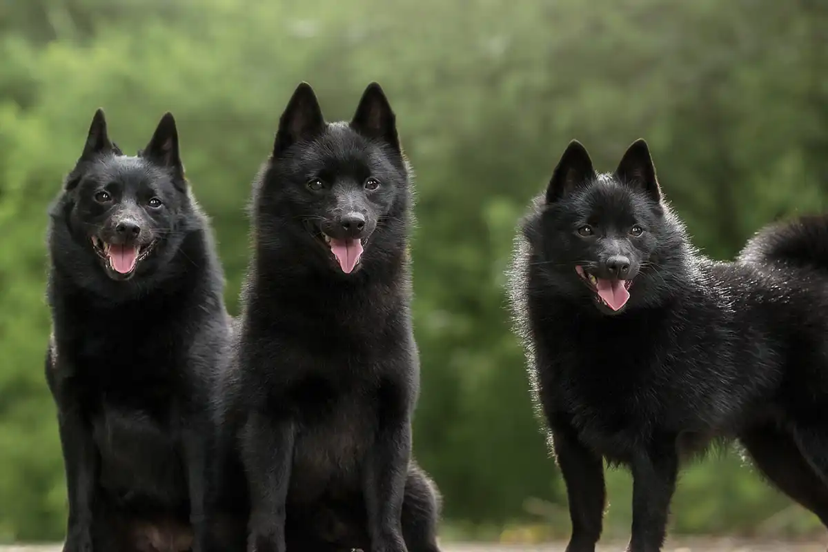 Les Lutins Noirs De Ker Mano Elevage De Chiens La Ferte Bernard Chien 3