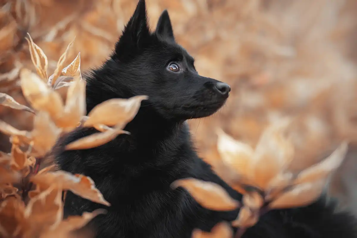 Les Lutins Noirs De Ker Mano Elevage De Chiens La Ferte Bernard Chien 4
