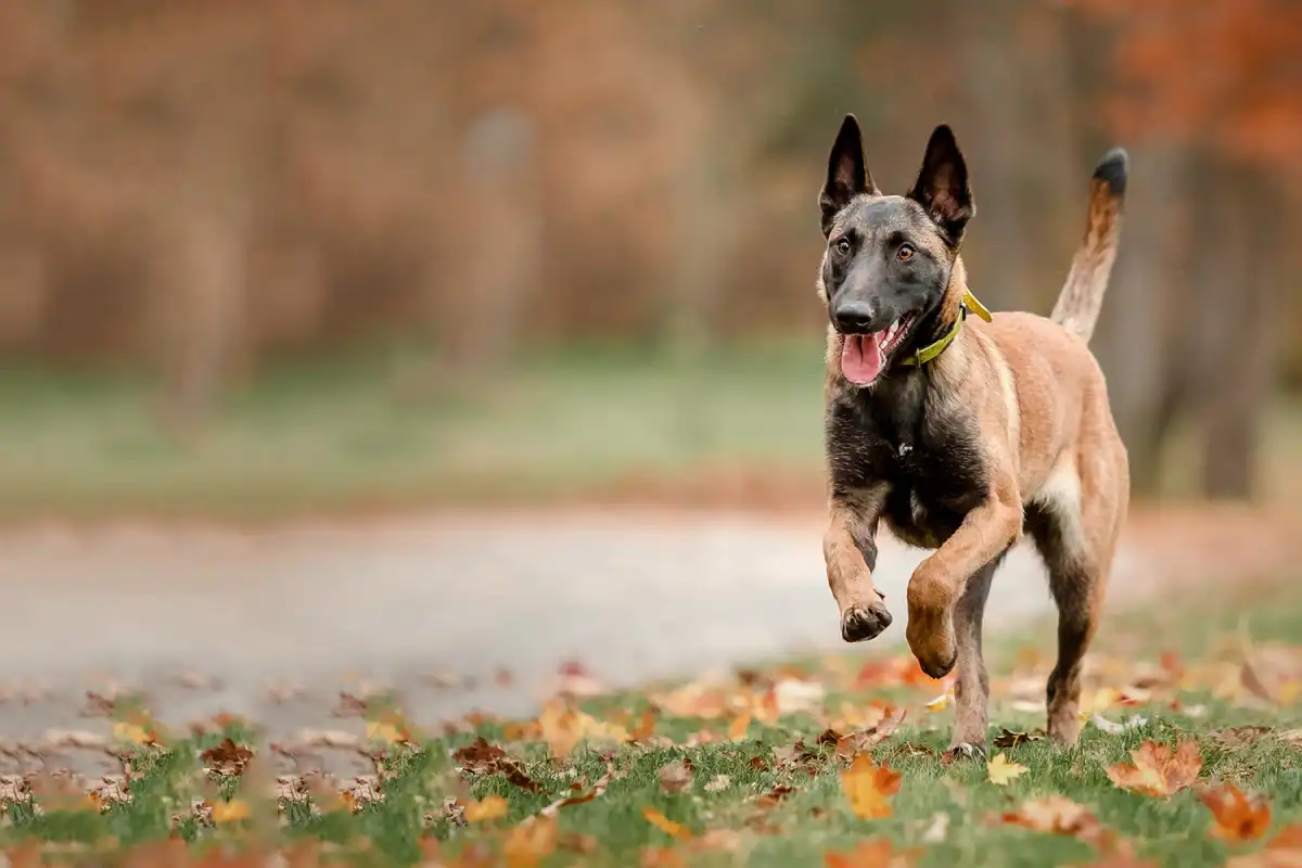 Les Lutins Noirs De Ker Mano Elevage De Chiens La Ferte Bernard Chien 5