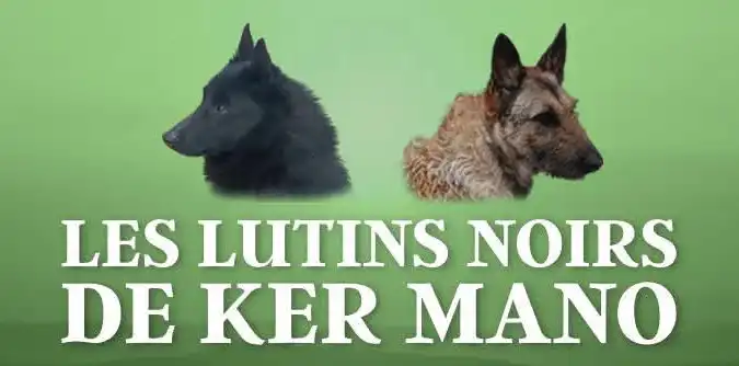 Les Lutins Noirs De Ker Mano Elevage De Chiens La Ferte Bernard Logo